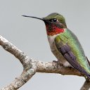 ���� Delaros, �������, 38 ��� - ��������� 1 ������ 2015 � ������ �Hummingbirds�