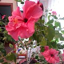 ���� Anatoly., ������, 65 ��� - ��������� 15 ������� 2014 � ������ ���� ����������