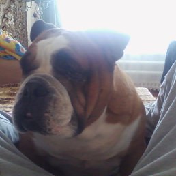 Llya, �����������, 41 ���