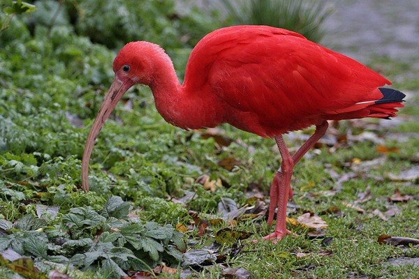   - 8  2015  18:33 - 2