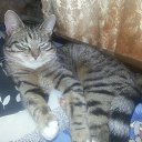 ���� ����, �����, 49 ��� - ��������� 3 ����� 2015 � ������ ���� ����������