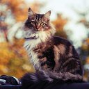 ���� ���, ������ - ��������� 9 ������� 2015 � ������ ���� ����������
