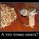 ���� ������, ������, 40 ��� - ��������� 15 ������� 2014 � ������ ���� ����������