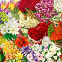 ���� &spades;D&spades;, �������� - ��������� 12 ����� 2015 � ������ �������