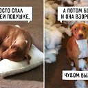 ���� ������, �����-���������, 105 ��� - ��������� 14 ����� 2015 � ������ ������ ��������