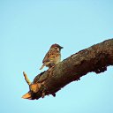  Begemot, , 62  -  8  2015    