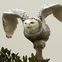 ���� �����, ����������, 40 ��� - ��������� 20 ����� 2015 � ������ ������ ��������