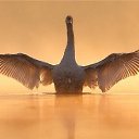 ���� Svetlana, ������ - ��������� 11 ����� 2015 � ������ ���� ����������