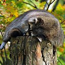 ���� ������, �����, 69 ��� - ��������� 8 ������� 2015 � ������ �������