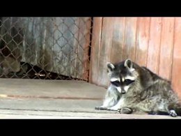 -  . ,    . Raccoon - Aha you. Ouch, well do not take off me.