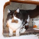  , -, 54  -  12  2015   