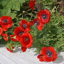  , , 49  -  13  2015   :))