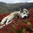 ���� ������, ���������� - ��������� 9 ������� 2015 � ������ ������ ��������