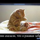 ���� ������, �����-��������� - ��������� 8 ������� 2015 � ������ ������ ��������