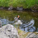 ���� �������, �����-���������, 44 ���� - ��������� 5 ��� 2015 � ������ ���� ����������