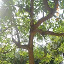    -  ,  -  4  2015    2014.  Ibis.  7-.