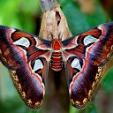���� ���������, ������, 37 ��� - ��������� 21 ���� 2015 � ������ ���� ����������