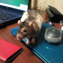 ���� ��������, �����-���������, 72 ���� - ��������� 4 ���� 2015 � ������ ���� ����������