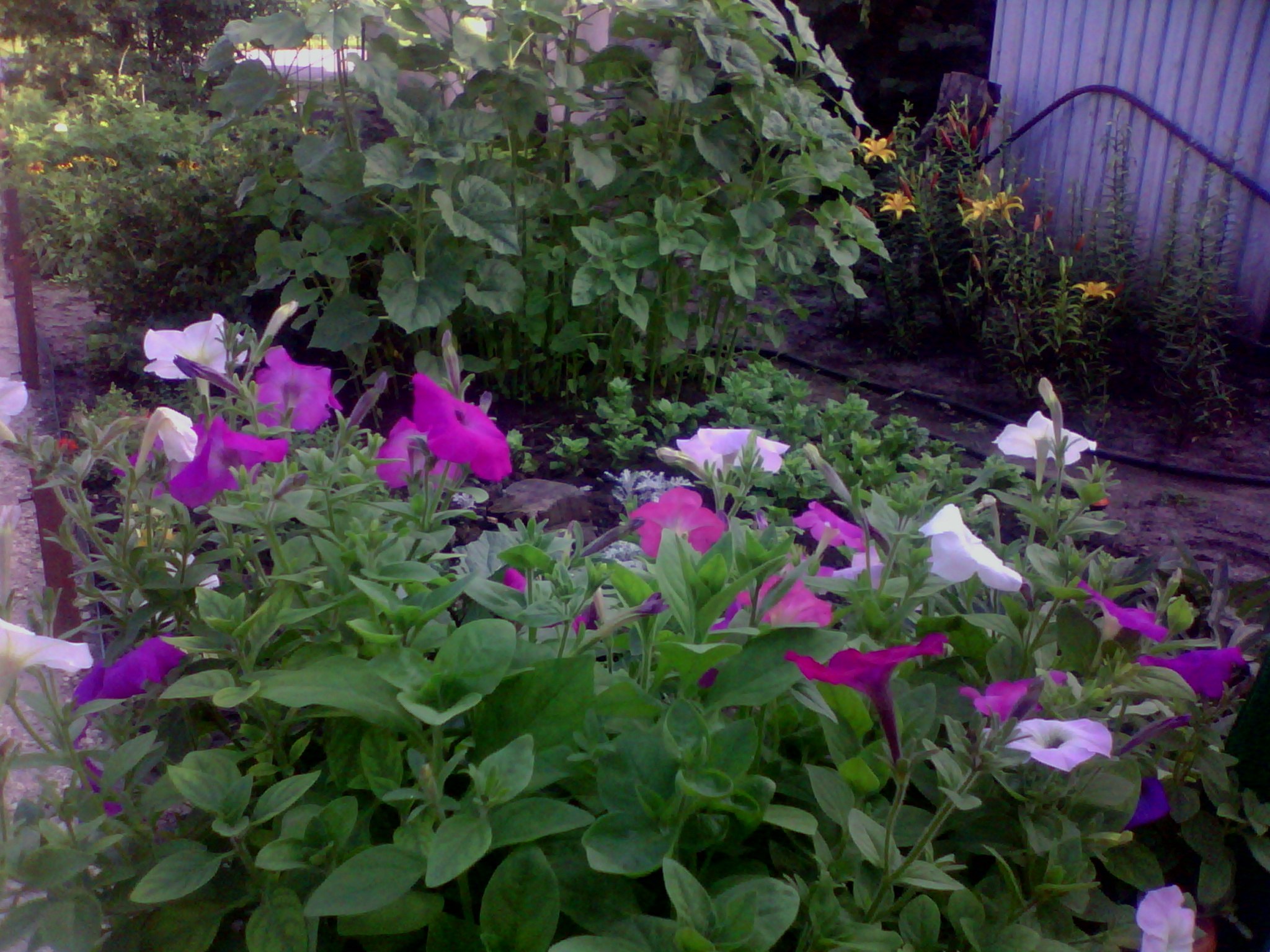 Elena - 20  2015  10:22