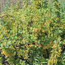 ���� ����������, �������, 52 ���� - ��������� 19 ���� 2015