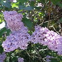  , , 60  -  19  2015     17.05.15.