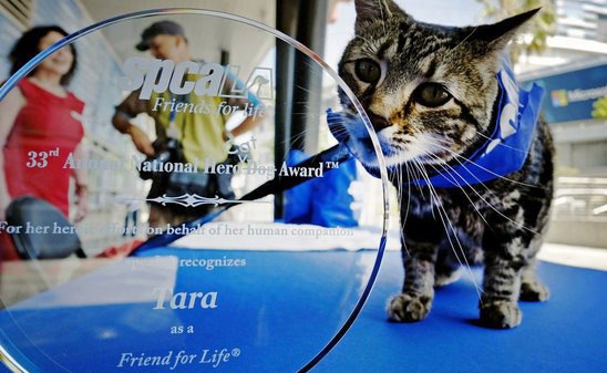 #@catism. ,      ,     ...