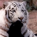 ���� �������, ������-��-���� - ��������� 2 �������� 2015 � ������ ���� ����������