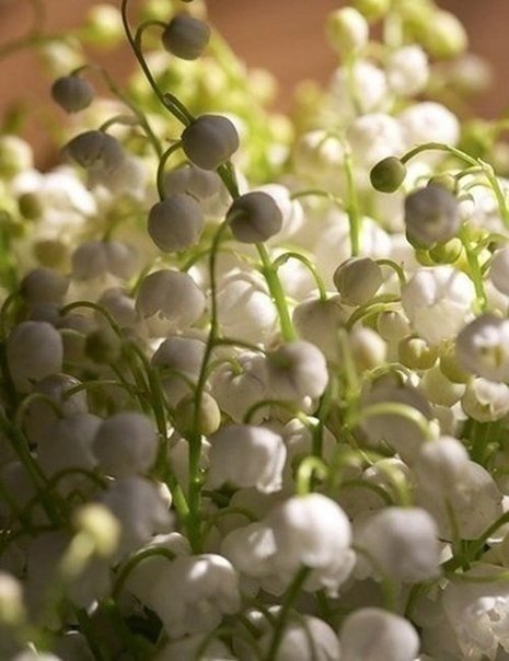 |В| Счастье есть... |В| - 12 августа 2015 в 17:22 - 3