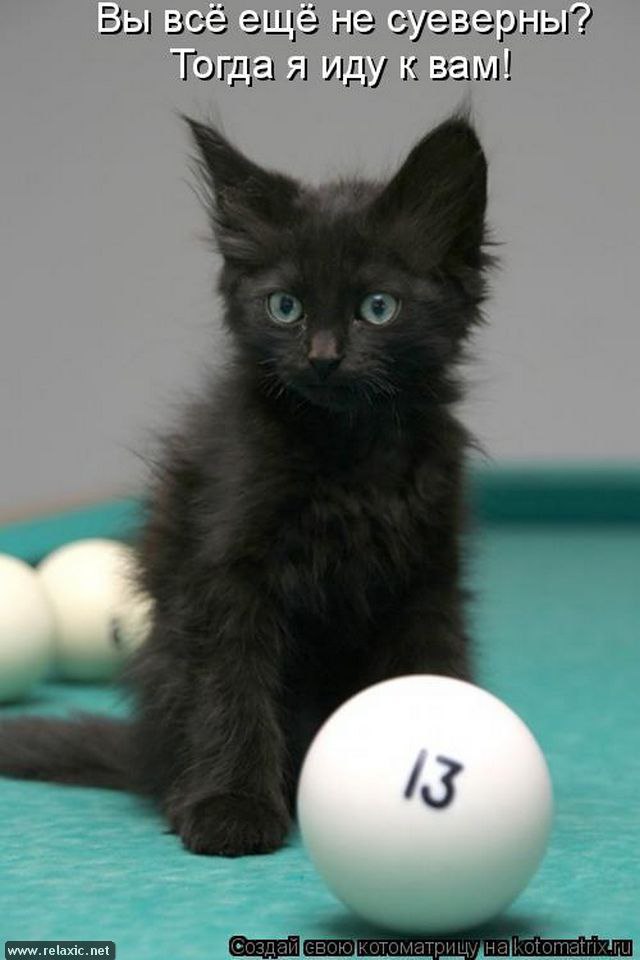 У нас живет чудесный кот. Пятница 13 кот. Черный кот надпись. Пятница котики. Черный котенок и надпись.