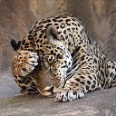 ���� �����, �����������, 61 ��� - ��������� 30 ������� 2015 � ������ ���� ����������