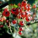 ���� Feruza, ������ - ��������� 20 ��� 2015 � ������ ���� ����������