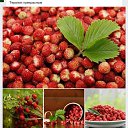 ���� �������, ������, 54 ���� - ��������� 23 ��� 2015 � ������ ������ ��������