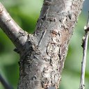 ���� Feruza, ������ - ��������� 20 ��� 2015 � ������ ���� ����������