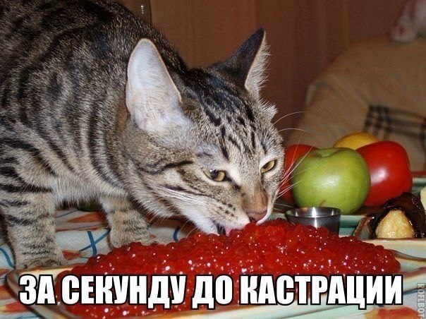 ������������ ���� - 1 ���� 2015 � 14:01