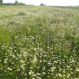 ���� ������, ������ ��������, 49 ��� - ��������� 15 ������� 2015