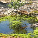 ���� ����, ���������, 49 ��� - ��������� 1 ��� 2015 � ������ ���� ����������