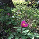 ���� �����, ���������, 54 ���� - ��������� 4 ��� 2015 � ������ �1 ��� 2015�