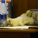 ���� ��������, ������, 43 ���� - ��������� 1 ���� 2015 � ������ ���� ����������