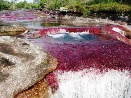   ().  (Cao Cristales)    ,    ...