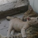 ���� �������, �����, 46 ��� - ��������� 5 ���� 2015 � ������ ���� ����������