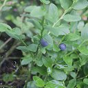 ���� ������, �������, 41 ��� - ��������� 12 ���� 2015 � ������ ����� �����