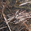 ���� �������, ���������, 54 ���� - ��������� 23 ��� 2015 � ������ ���������