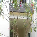    -  ,  -  4  2015    2014.  Ibis.  7-.