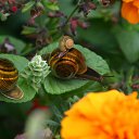 ���� Vikont, �����, 56 ��� - ��������� 20 ���� 2015 � ������ �������