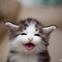 ���� ����������, ���������, 34 ���� - ��������� 22 ��� 2015 � ������ ���� ����������