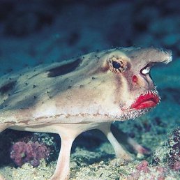 ����, ���������