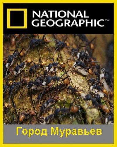 Алекс про муравьев. Алекс про муравьев. Алекс про муравьев. Antz 1998. Алекс про муравьев.
