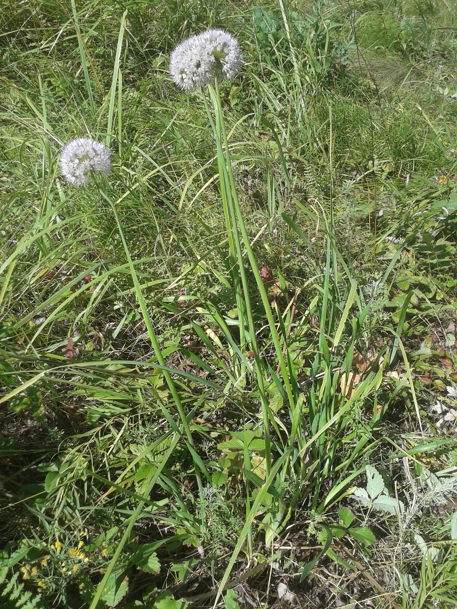 Allium