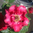 ���� �������, ��������, 64 ���� - ��������� 12 ���� 2015 � ������ ���� ����������