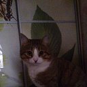  .   Timeline Photos